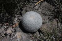 pa_410_mammillaria_candida.jpg