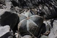 pa_411_astrophytum_myriostigma_var._strongylogonum.jpg