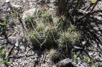 pa_412_echinocereus_sp..jpg