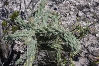 pa_413_cylindropuntia_imbricata.jpg
