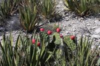 pa_414_opuntia_stenopetala.jpg