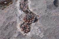 pa_415_turbinicarpus_klinkerianus.jpg