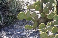 pa_416_opuntia_microdasys.jpg