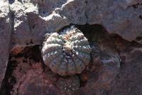 pa_417_lophophora_williamsii.jpg