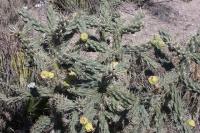 pa_418_cylindropuntia_imbricata.jpg