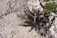 pa_420_leuchtenbergia_principis.jpg