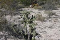 pa_422_cylindropuntia_imbricata.jpg