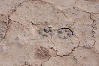 pa_423_lophophora_alberto-vojtechii.jpg