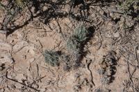 pa_424_micropuntia_sp..jpg