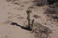pa_425_cylindropuntia_imbricata.jpg