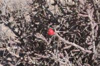 pa_426_cylindropuntia_leptocaulis.jpg