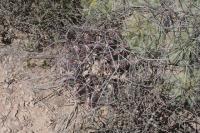pa_427_hamatocactus_hamatacanthus.jpg