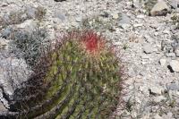 pa_429_ferocactu_steinesii.jpg