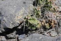 pa_430_echinocereus_pentalophus.jpg