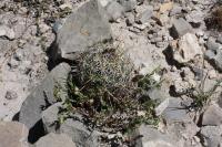 pa_431_coryphantha_glanduligera.jpg