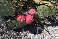 pa_432_opuntia_stenopetala.jpg