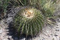 pa_433_echinocactus_platyacanthus.jpg
