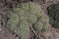 pa_435_mammillaria_sp..jpg