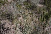 pa_437_cylindropuntia_leptocaulis.jpg