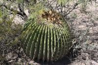 pa_438_echinocactus_platyacanthus.jpg
