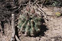 pa_439_hamatocactus_hamatacanthus.jpg