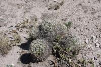 pa_440_coryphantha_delicata.jpg