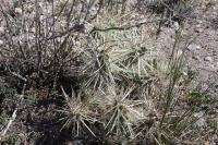 pa_441_cylindropuntia_tunicata.jpg