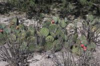 pa_442_opuntia_stenopetala.jpg