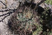 pa_443_glandulicactus_uncinatus.jpg