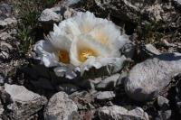pa_445_ariocarpus_retusus_var._horacekii.jpg