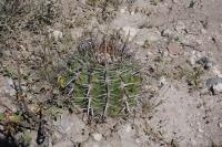 pa_446_echinocactus_platyacanthus.jpg