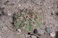 pa_447_echinocactus_horizonthalonius.jpg