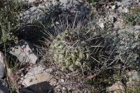 pa_448_thelocactus_conothelos.jpg