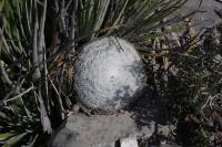 pa_450_mammillaria_candida.jpg