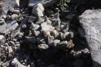 pa_451_ariocarpus_retusus.jpg