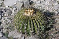 pa_452_echinocactus_platyacathus.jpg