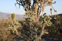 pa_454_cylindropuntia_imbricata.jpg