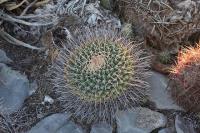 pa_455_mammillaria_sp..jpg