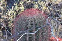 pa_456_ferocactus_steinesii_var._pilosus.jpg