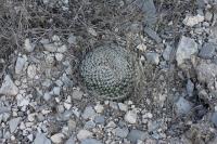 pa_457_mammillaria_formosa.jpg