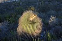 pa_458_echinocactus_platyacanthus.jpg