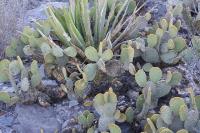 pa_459_opuntia_microdasys.jpg