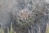 pa_463_hamatocactus_hamatacanthus.jpg