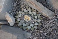 pa_464_ariocarpus_retusus.jpg