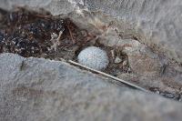 pa_465_mammillaria_sanchez-mejoradae.jpg