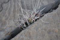 pa_466_leuchtenbergia_principis.jpg