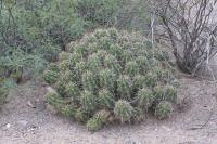pa_467_echinocereus_stramineus.jpg
