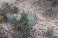pa_468_opuntia_sp..jpg
