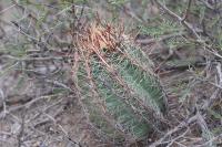 pa_470_thelocactus_bicolor.jpg