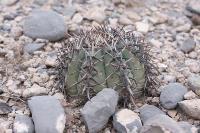 pa_471_echinocactus_horizonthalonius.jpg